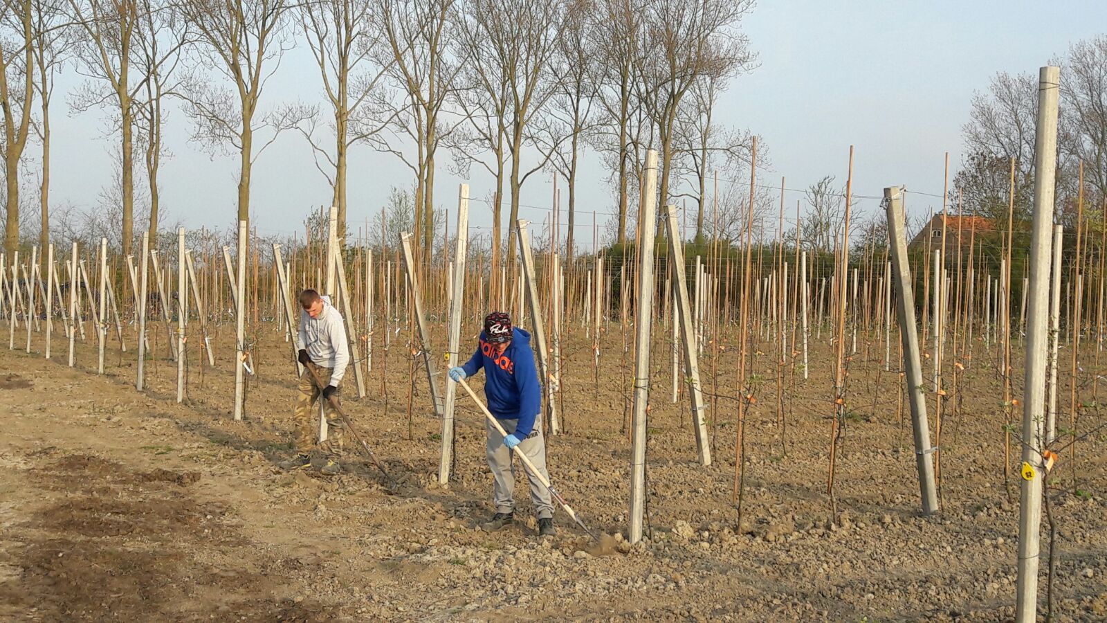 Hulp bij het schoffelen